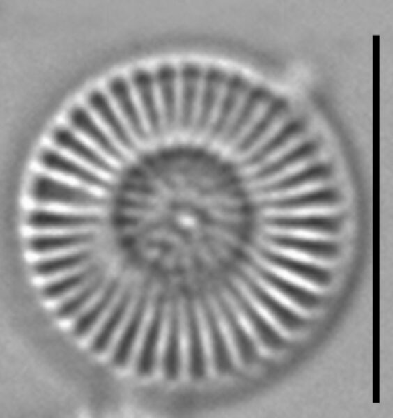 Cytholiformis 7