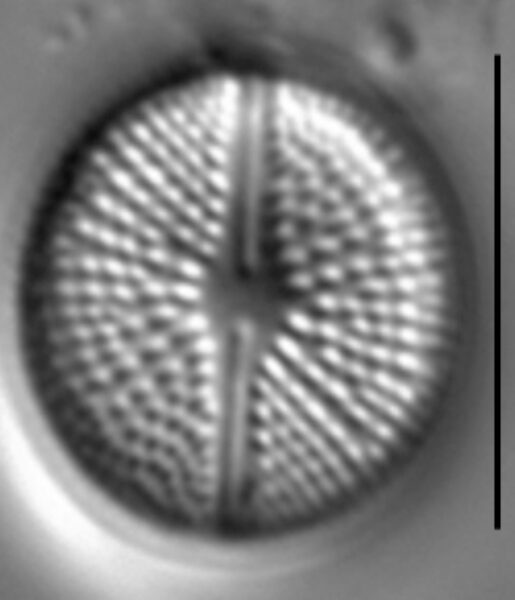 Cavinula pseudoscutiformis LM2