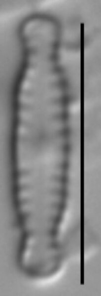 Chamaepinnularia soehrensis LM3