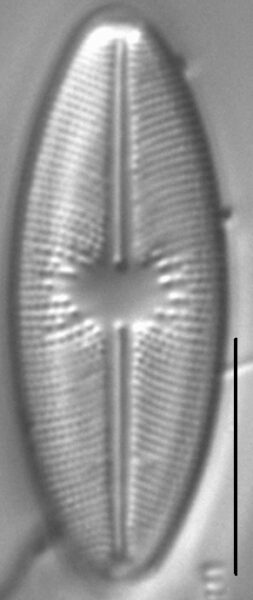 Cavinula davisiae LM3