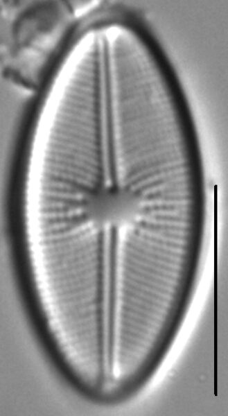 Cavinula davisiae LM7