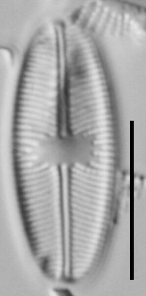 Cavinula variostriata LM2