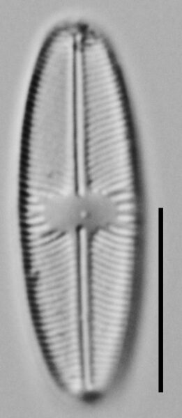 Cavinula variostriata LM1