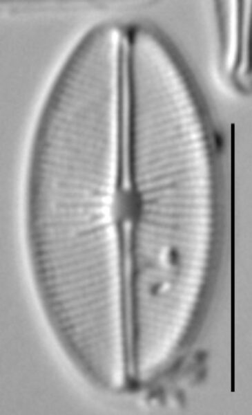 Cavinula cocconeiformis LM3