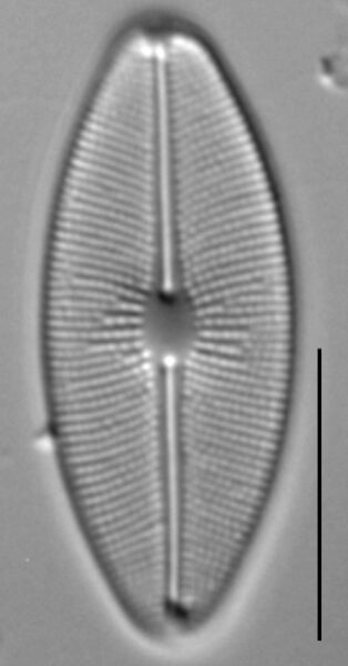 Cavinula cocconeiformis LM1