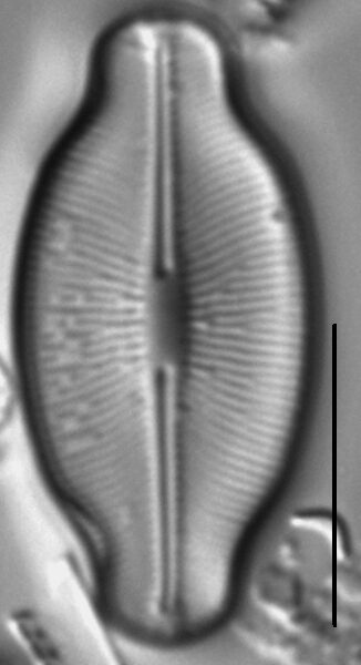 Caloneis budensis LM4