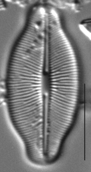 Caloneis budensis LM5