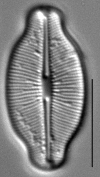 Caloneis budensis LM7