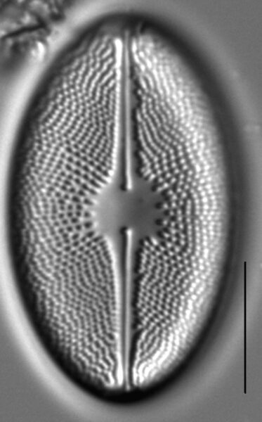 Cavicula scutiformis LM2