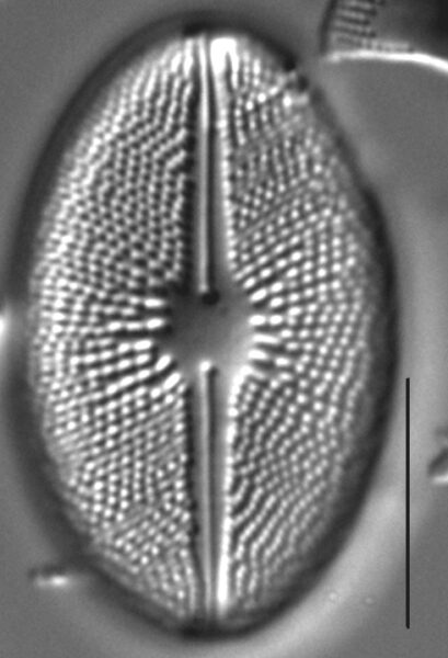 Cavicula scutiformis LM3