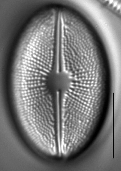 Cavicula scutiformis LM4