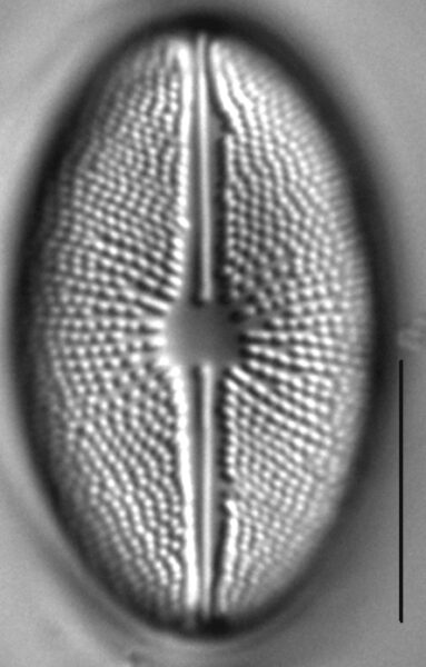 Cavicula scutiformis LM5