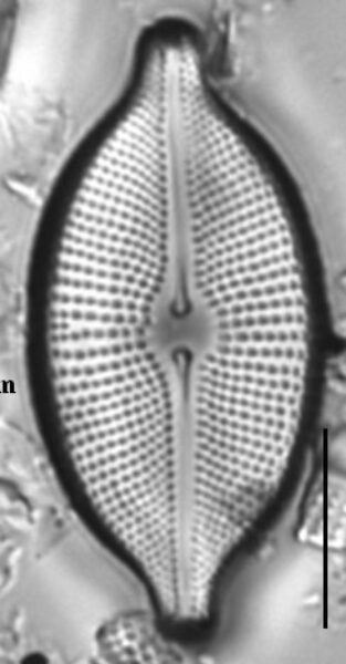 Cosmioneis citriformis LM6