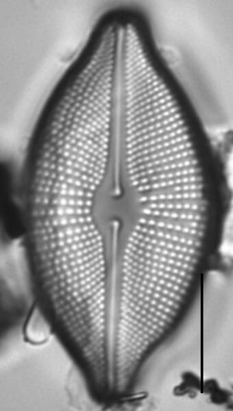 Cosmioneis citriformis LM5