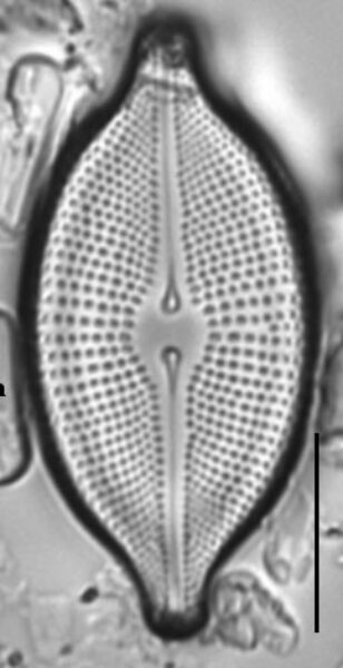 Cosmioneis citriformis LM3