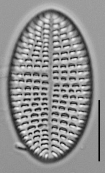 Cocconeis Cascadensis Lm03