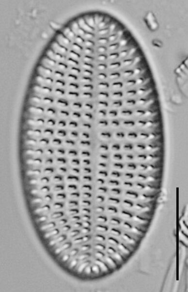 Cocconeis Cascadensis Lm04