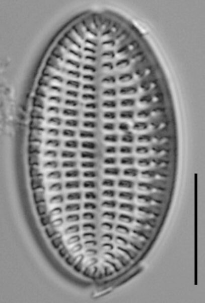 Cocconeis Cascadensis Lm05