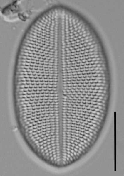 Cocconeis coreana LM16