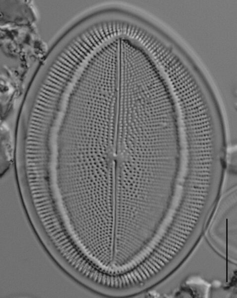 Cocconeis czarneckii LM4