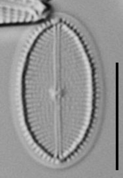 Cocconeis Neodiminuta Lm02