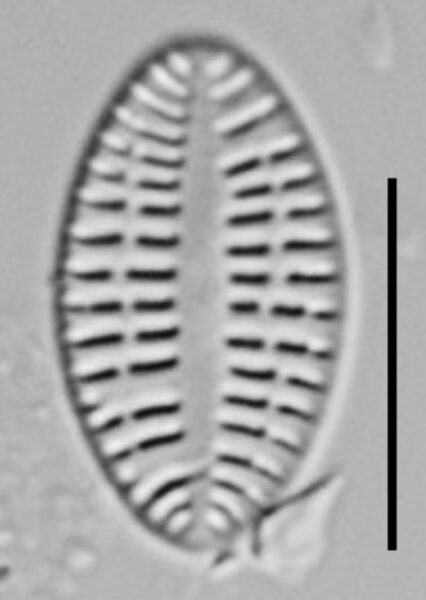 Cocconeis Neodiminuta Lm03