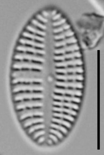 Cocconeis Neodiminuta Lm05