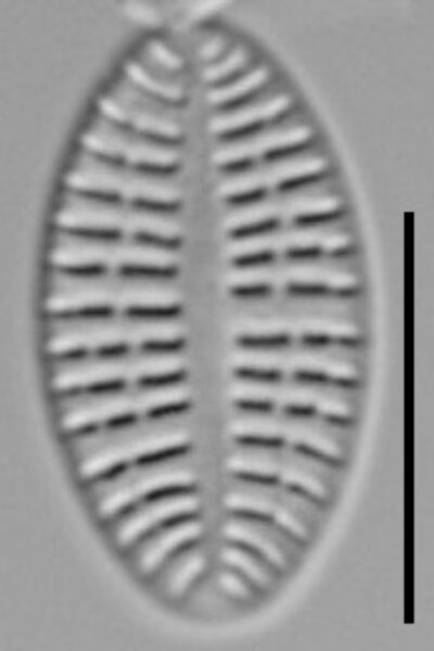 Cocconeis Neodiminuta Lm06