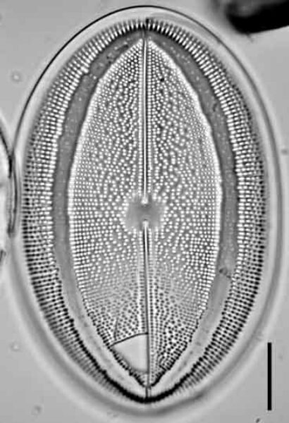 Cocconeis grovei LM4