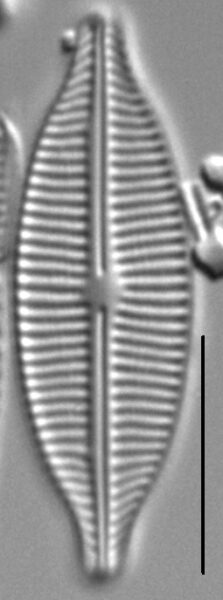 Craticula buderi LM6