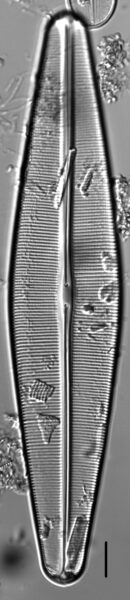 Craticula pampeana LM1