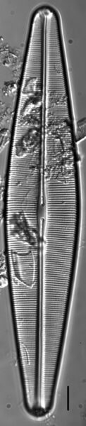 Craticula pampeana LM3