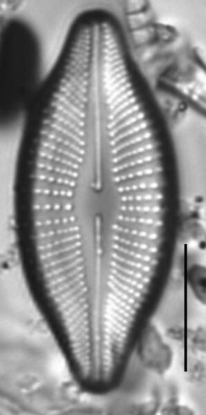 Cosmioneis reimeri LM2