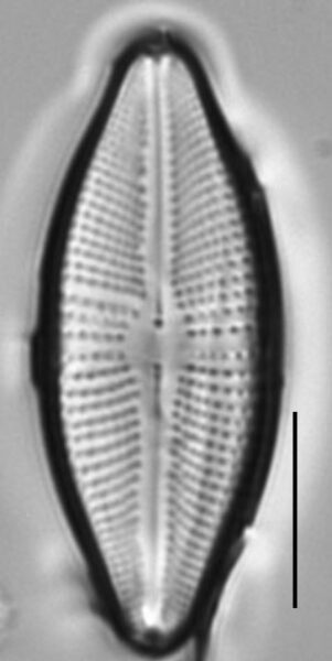 Cosmioneis reimeri LM3