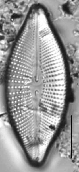 Cosmioneis reimeri LM4