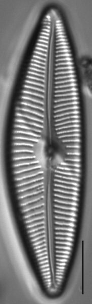 Cymbopleura rainierensis LM3