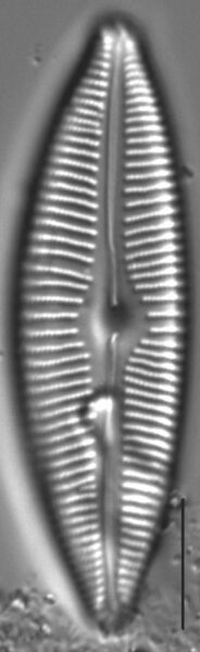 Cymbopleura rainierensis LM5