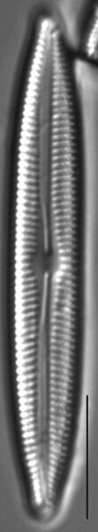 Cymbopleura inceriformis v laterostrata LM3