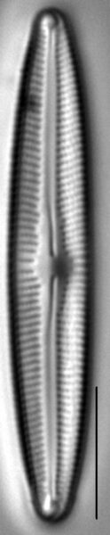 Cymbopleura inceriformis v laterostrata LM4