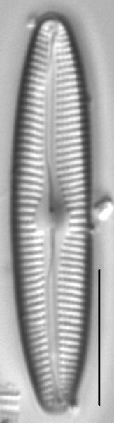 Cymbopleura inceriformis v laterostrata LM6