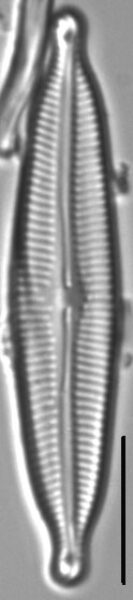 Cymbopleura angustata LM3