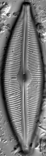 Cymbopleura inaequalis LM1