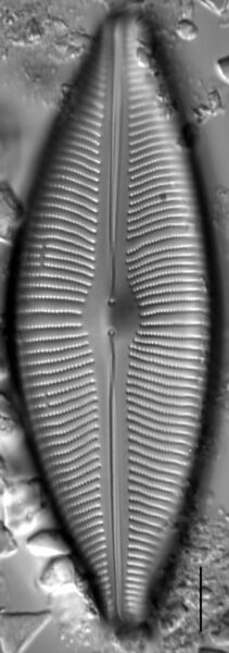 Cymbopleura inaequalis LM4