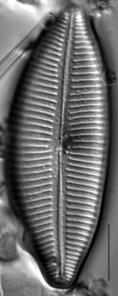 Cymbopleura lata LM6