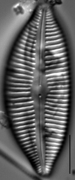 Cymbopleura lata LM7