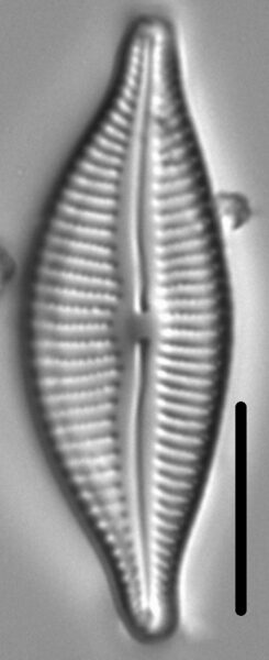 Cymbella designata LM5