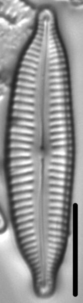 Cymbopleura frequens LM2