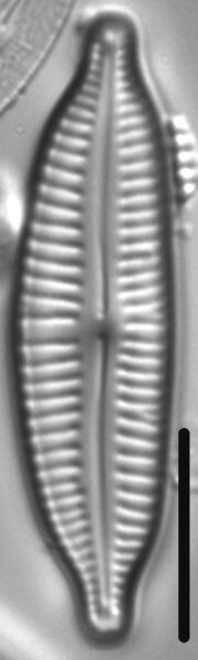 Cymbopleura frequens LM3