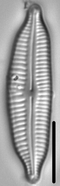 Cymbopleura frequens LM4