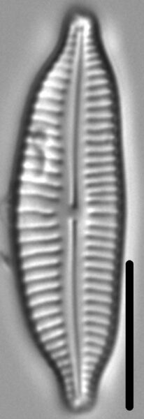 Cymbopleura frequens LM5